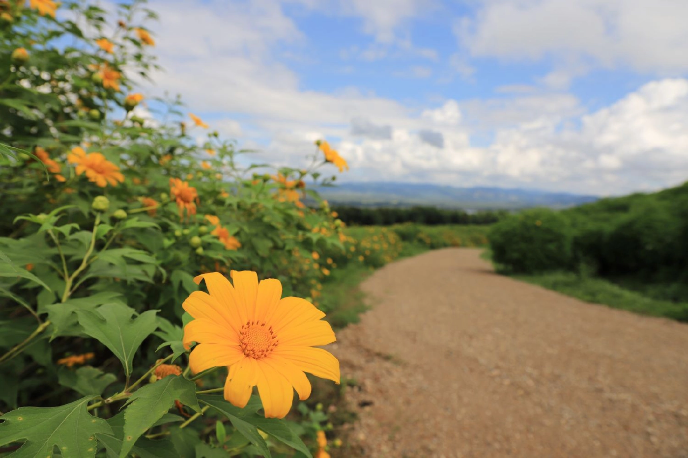 กฟผ.แม่เมาะ เนรมิตทุ่งดอกไม้-สร้าง “ขัวแตะ-เติ๋นลอยฟ้า”