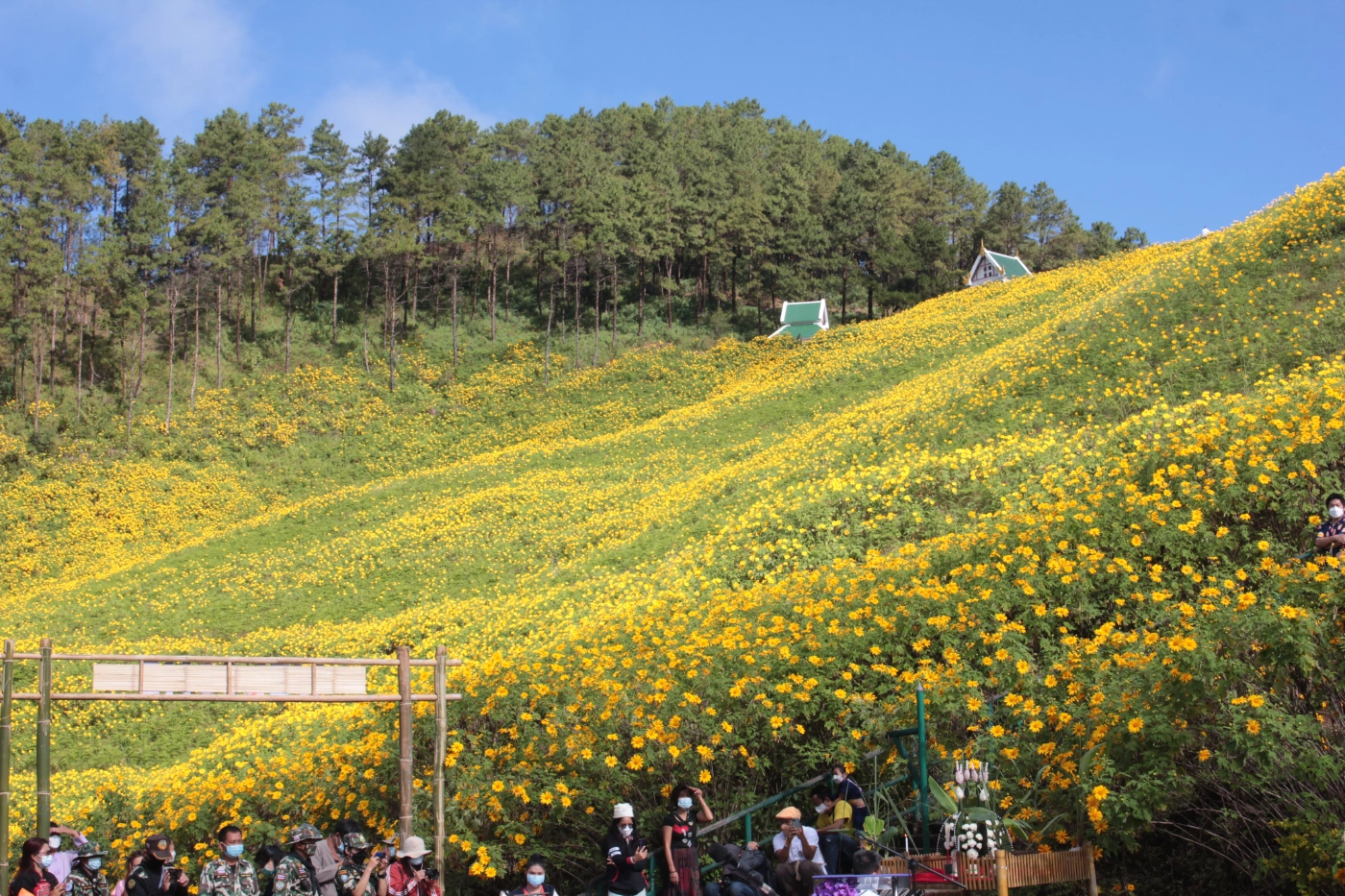 เปิดแล้วเทศกาล"ทุ่งดอกบัวตองบาน"ท่ามกลางคุมเข้มโควิด