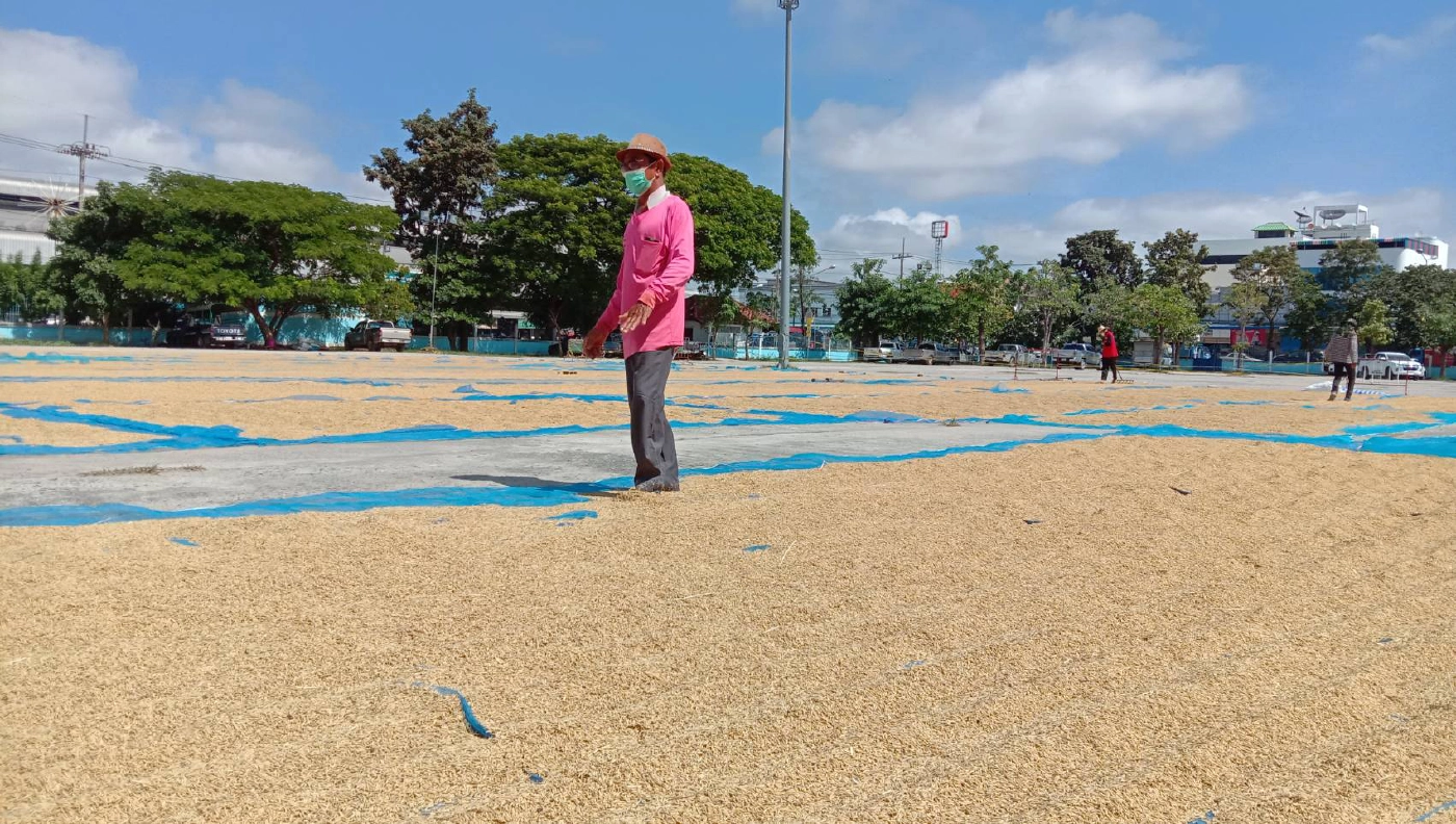 ชาวนาแห่ตากข้าวเปลือกที่ว่าการอำเภอเนื่องจากพื้นที่ถูกน้ำท่วม