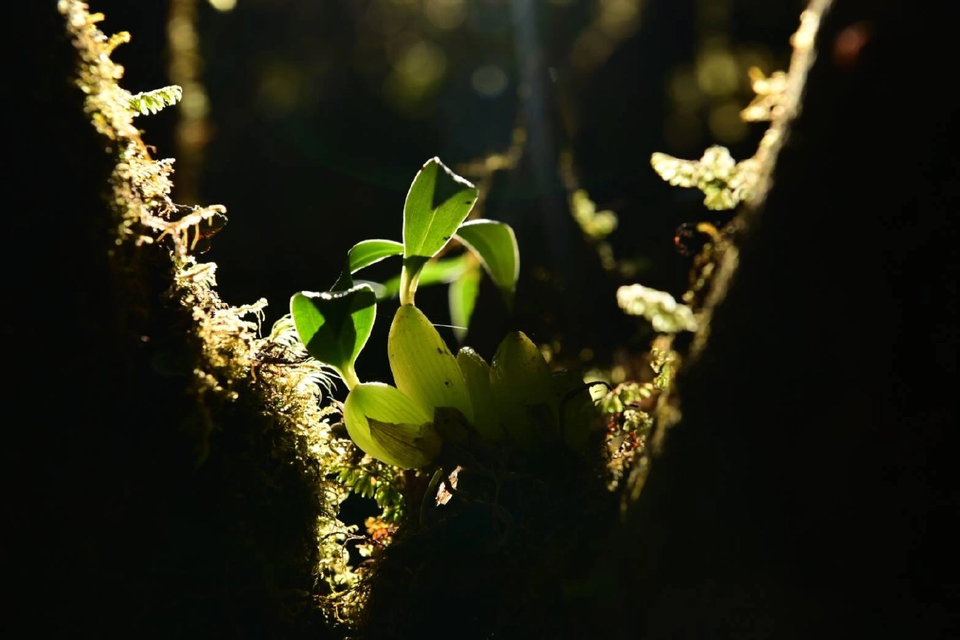 หนาวยะเยือกดอยอินทนนท์ชูไฮไลท์ป่าดิบเขา“อ่างกา”