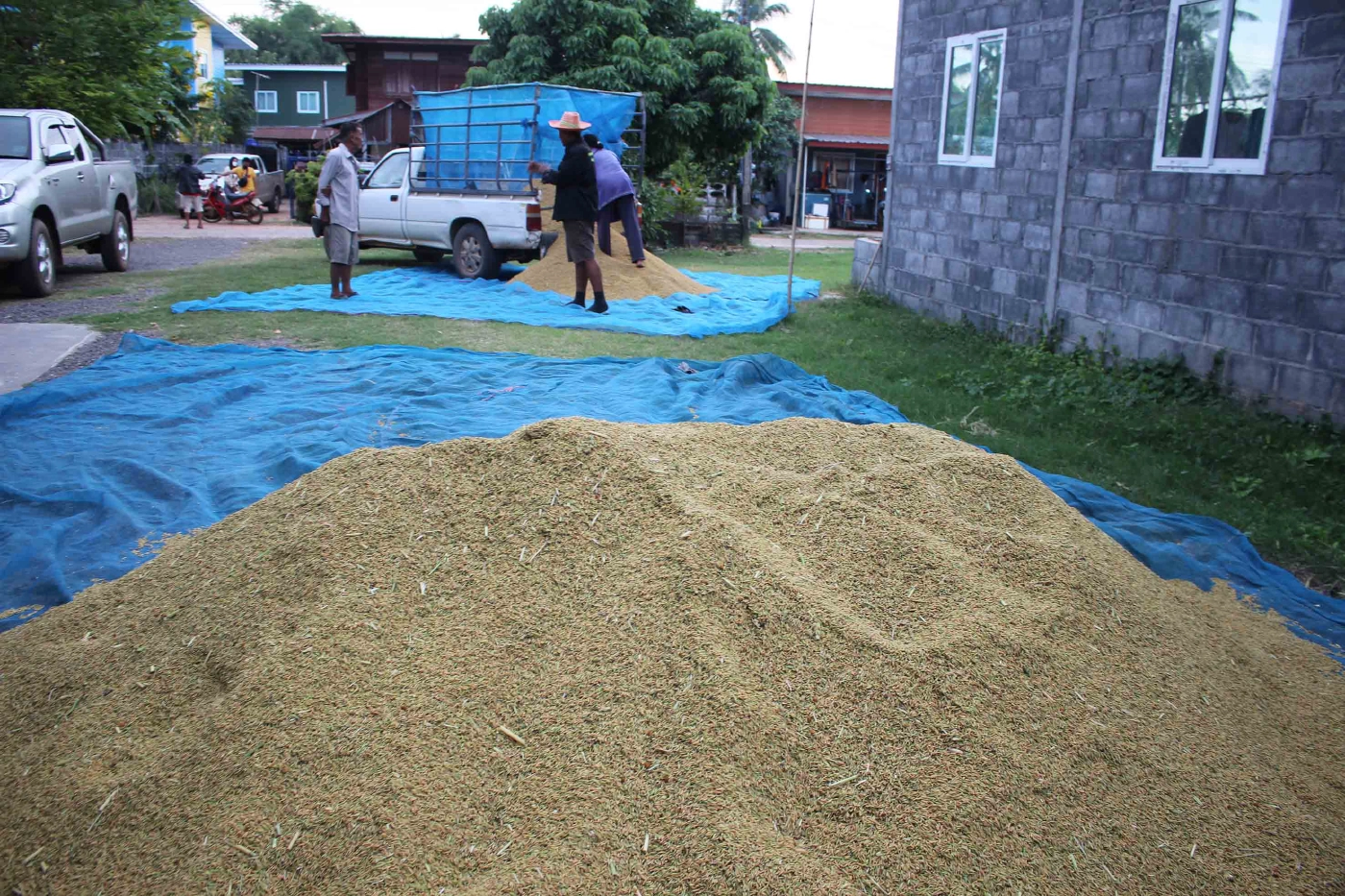 ชาวนากาฬสินธ์ุตากข้าวเปลือกชะลอขายหวังได้ราคาสูงกว่า 5 บาท