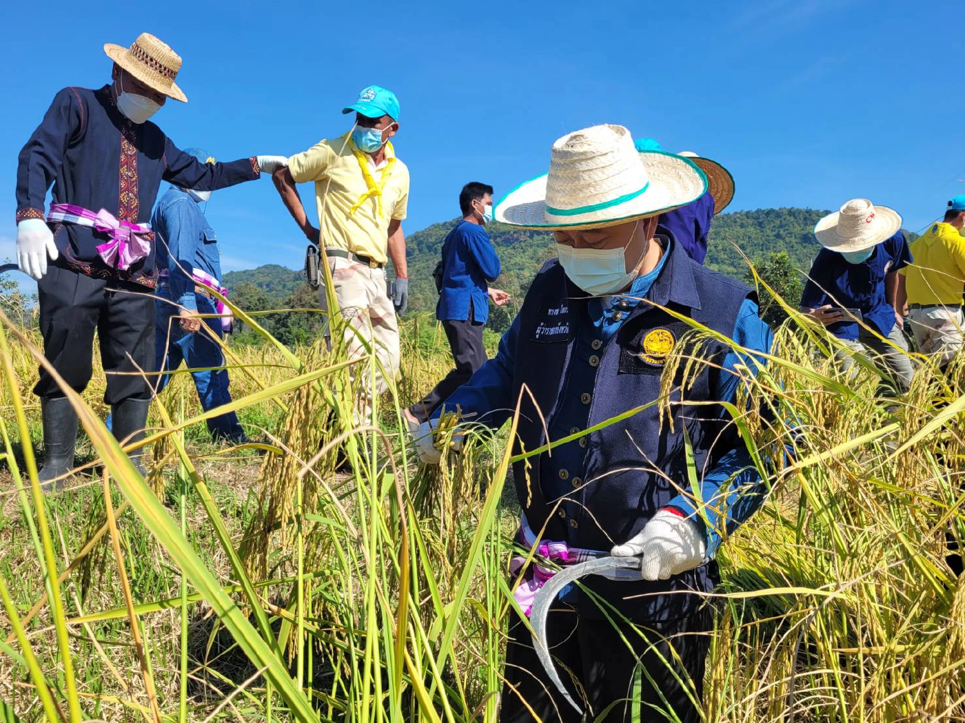 ผู้ว่าฯกาฬสินธุ์นำลงแขกเกี่ยวข้าวGIเขาวง