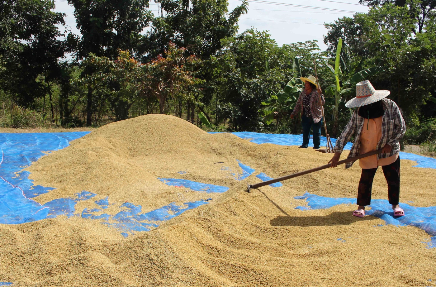 ชาวนากาฬสินธ์ุตากข้าวเปลือกชะลอขายหวังได้ราคาสูงกว่า 5 บาท