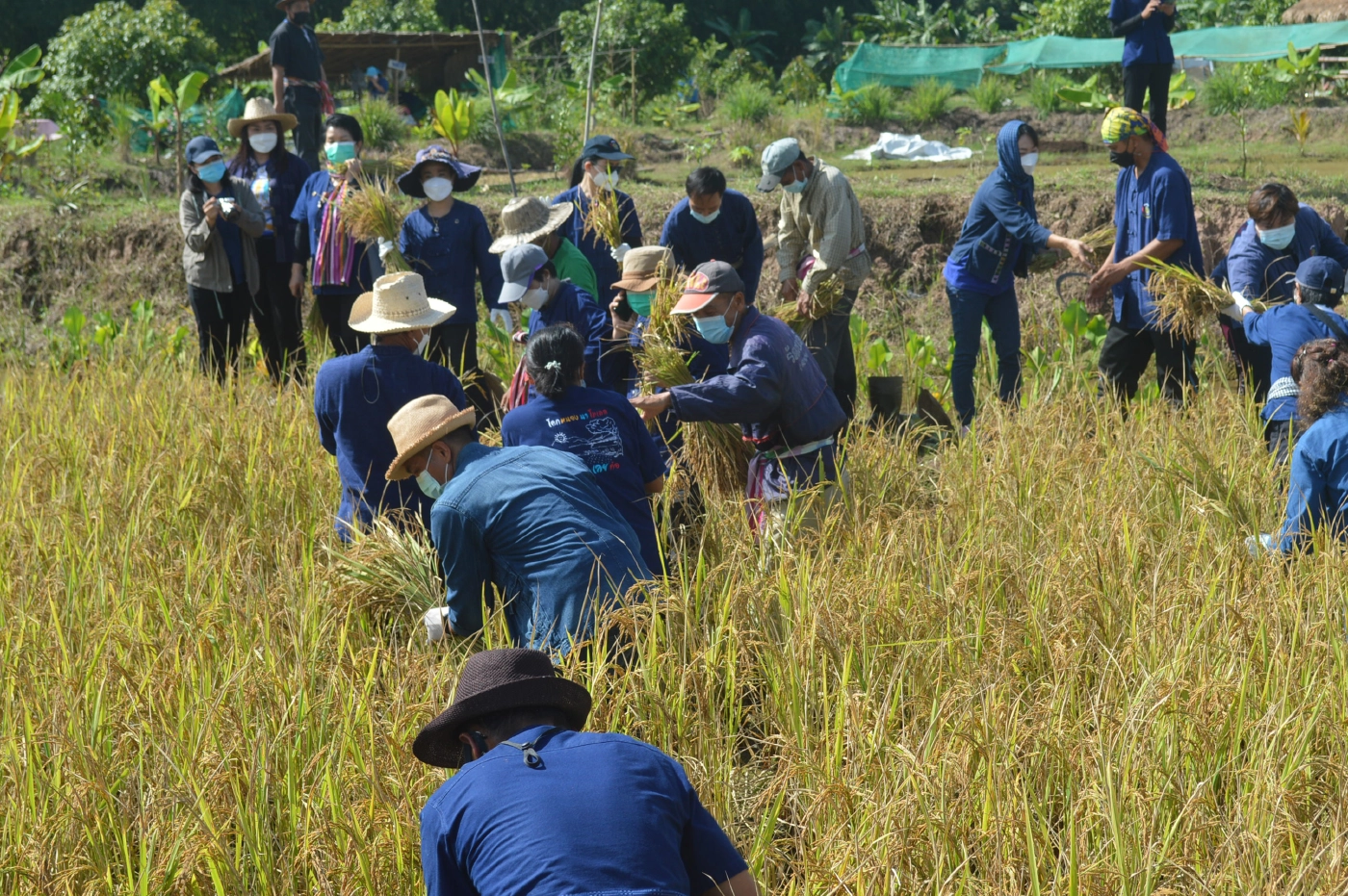 ไทเลยจัดประเพณีลงแขกเกี่ยวข้าวสืบทอดวัฒนธรรมไทยของชาวอีสาน