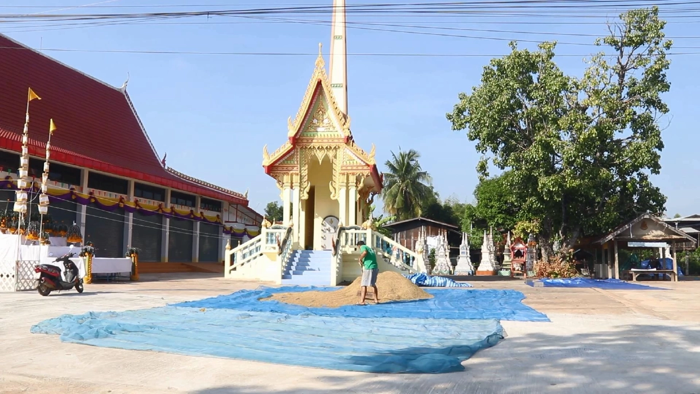 ชาวนาพิจิตรใช้ลานวัดตากข้าวลดต้นทุน-อุบัติเหตุ