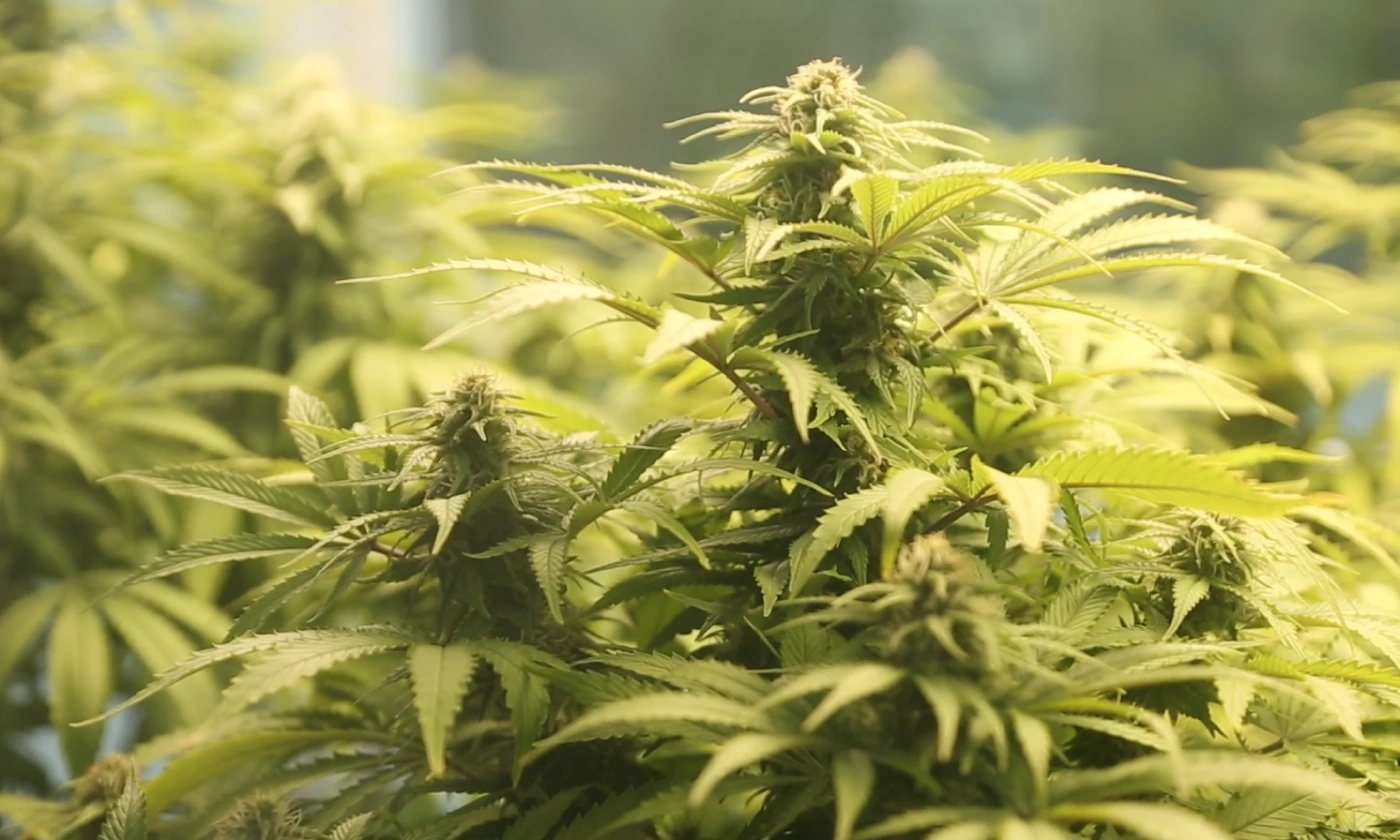 กรมวิทย์ฯสกัดช่อดอกกัญชา ต้านเซลล์มะเร็ง