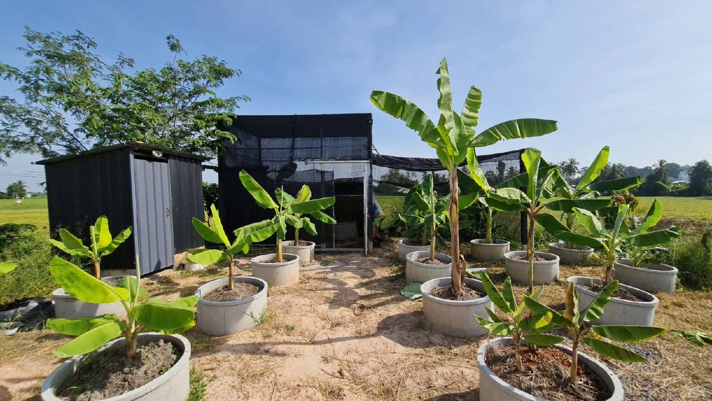 โจรแสบขโมย"กล้วยด่าง-บอนด่าง"มูลค่ากว่า3แสน​