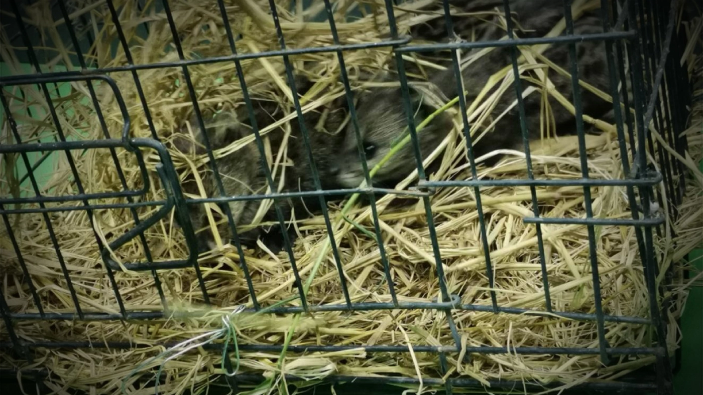 จนท.รับลูกชะมดเช็ด 3 ตัว หลังชาวบ้านแจ้งผ่านสายด่วน 1362