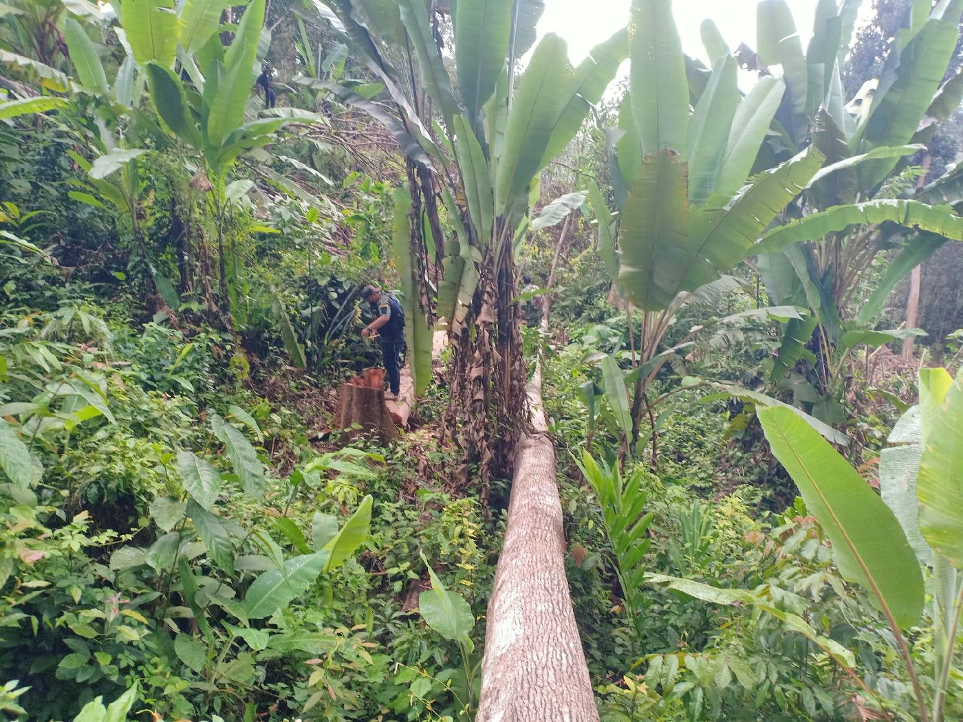 ตรวจสอบป่าต้นน้ำ แม่น้ำปัตตานีถูกทำลาย