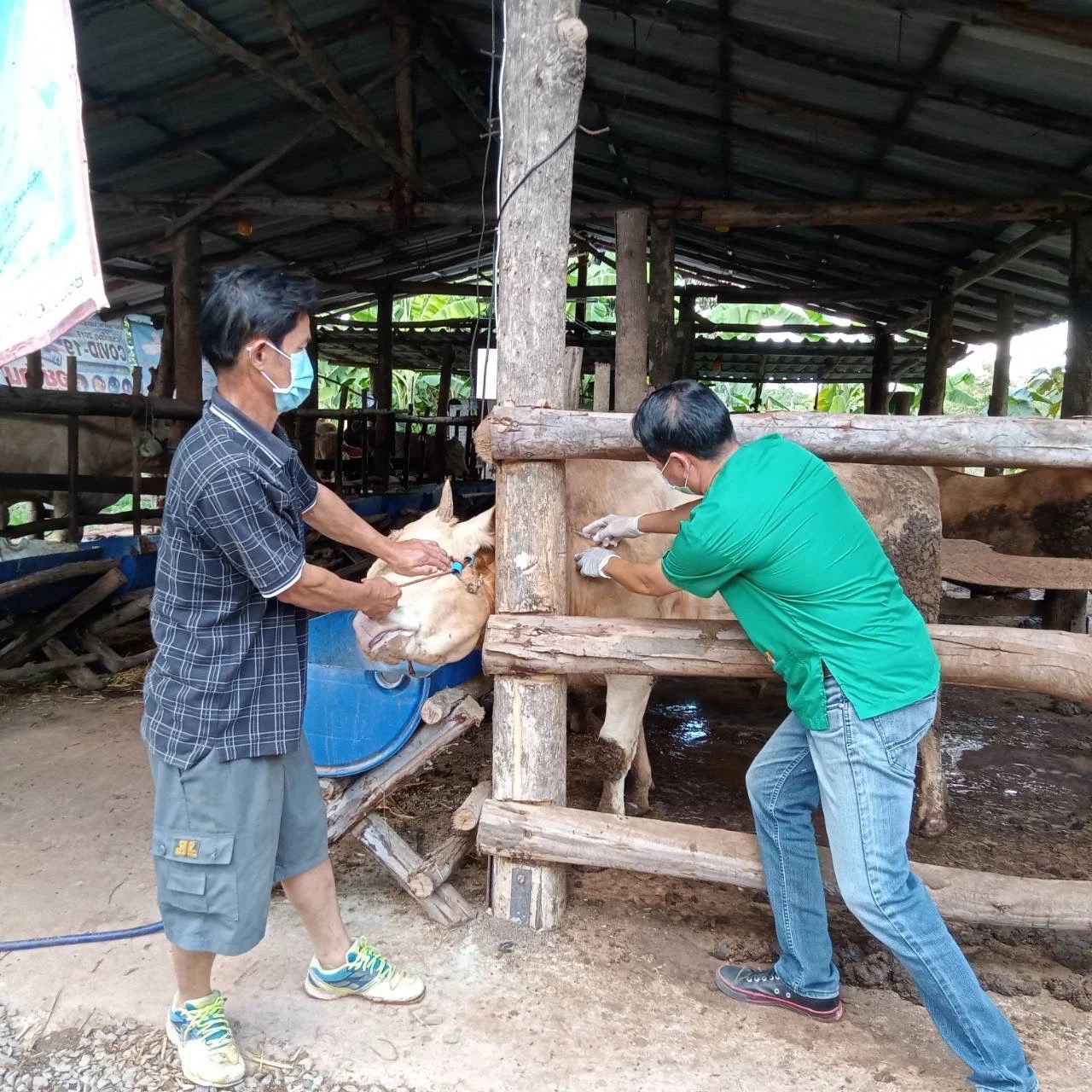 เกษตรฯ สั่งเร่งจ่ายเงินชดเชยเสียหายจาก ลัมปี สกิน