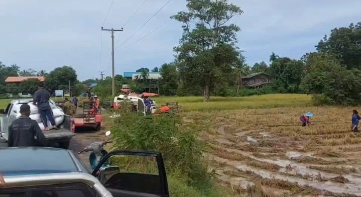 แปลกแต่จริง ชาวบ้านแห่แย่งฟางข้าวเกี่ยวใหม่ไปให้สัตว์เลี้ยง