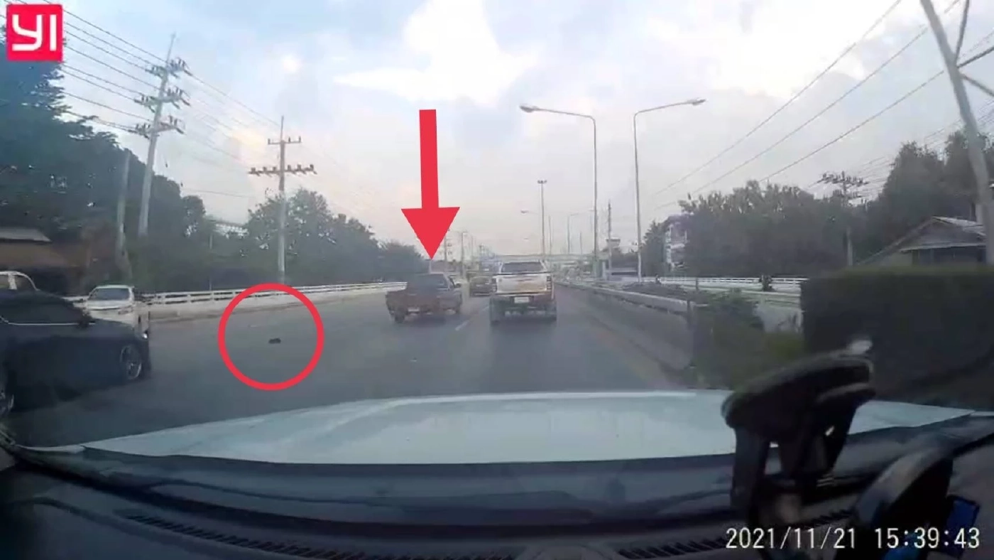 โหด! คนขับรถกระบะโยนลูกสุนัขออกจากรถถูกรถทับตาย 1 รอด 1 ตัว