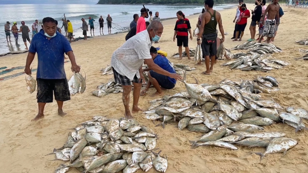 ปรากฎการณ์ "ปลามง" ริมหาดหิ้วอวนล้อมจับได้ยกฝูง