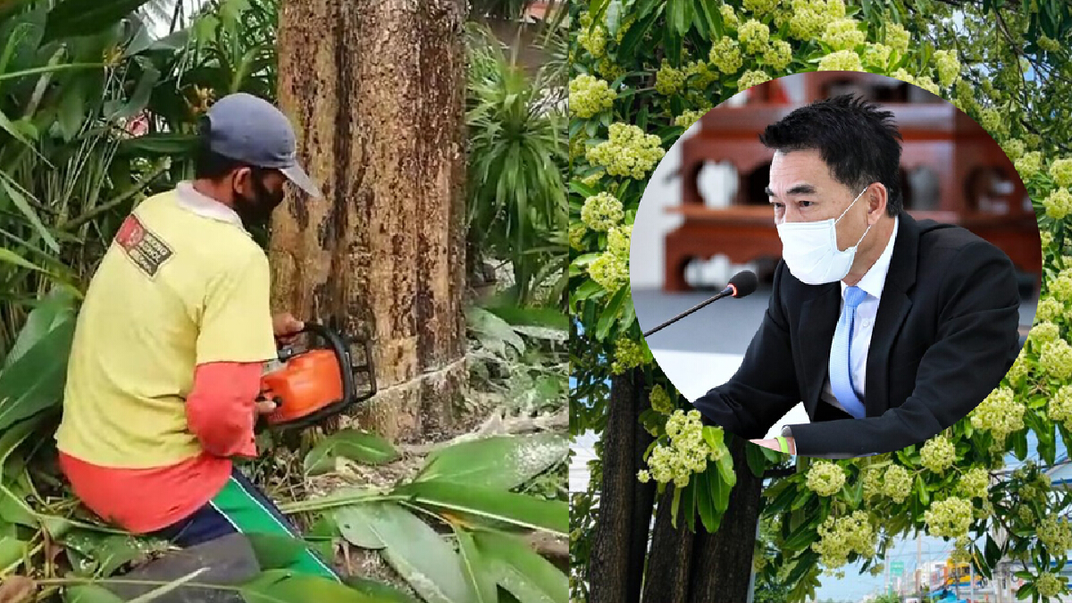 แจ๋ว! รองนายกฯสันผีเสื้อปิ๊งไอเดียแปรรูปดอกต้นตีนเป็ดเป็นชาสมุนไพร