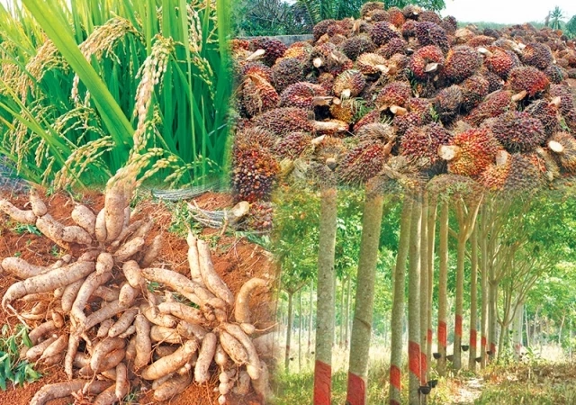 มัลลิกา ฉะ คนวิจารณ์นโยบายประกันรายได้ โว รัฐบาลชุดนี้ทำพืชศก.ราคาพุ่ง