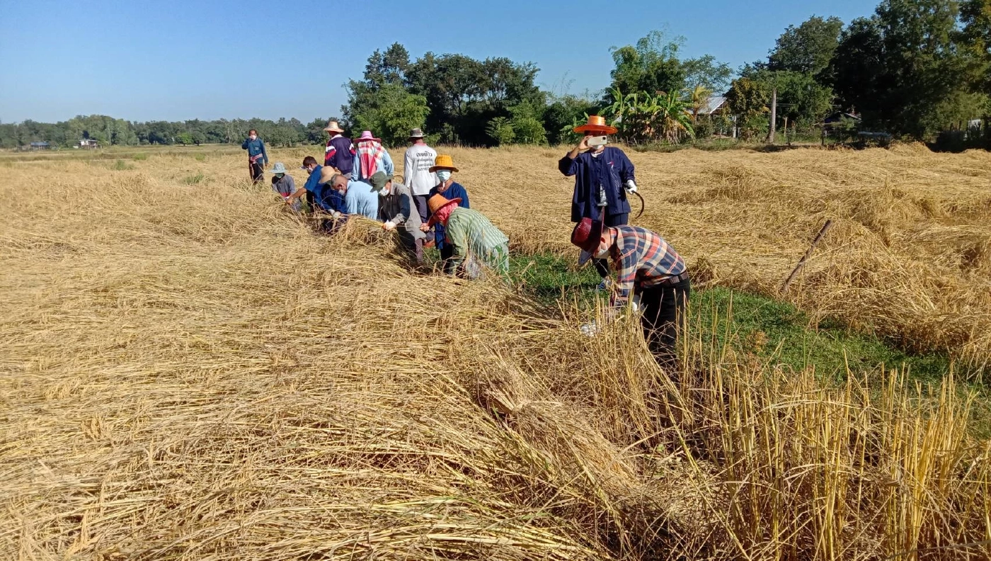 สีสัน..เป่าแคนตีกลองยาวเกี่ยวข้าว นายอำเภอกระตุ้นชาวบ้านลงแขกลดต้นทุน