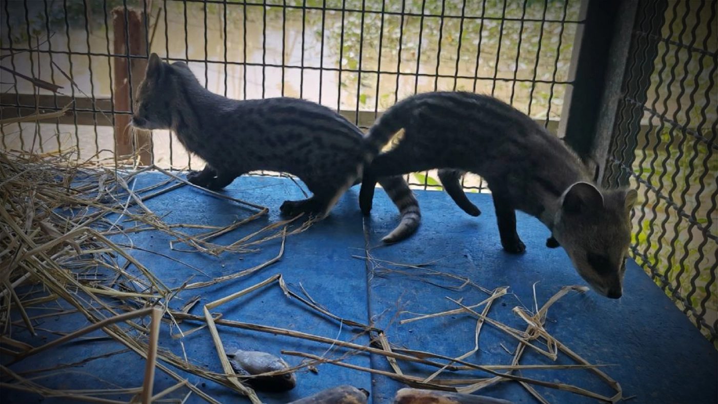 จนท.รับลูกชะมดเช็ด 3 ตัว หลังชาวบ้านแจ้งผ่านสายด่วน 1362