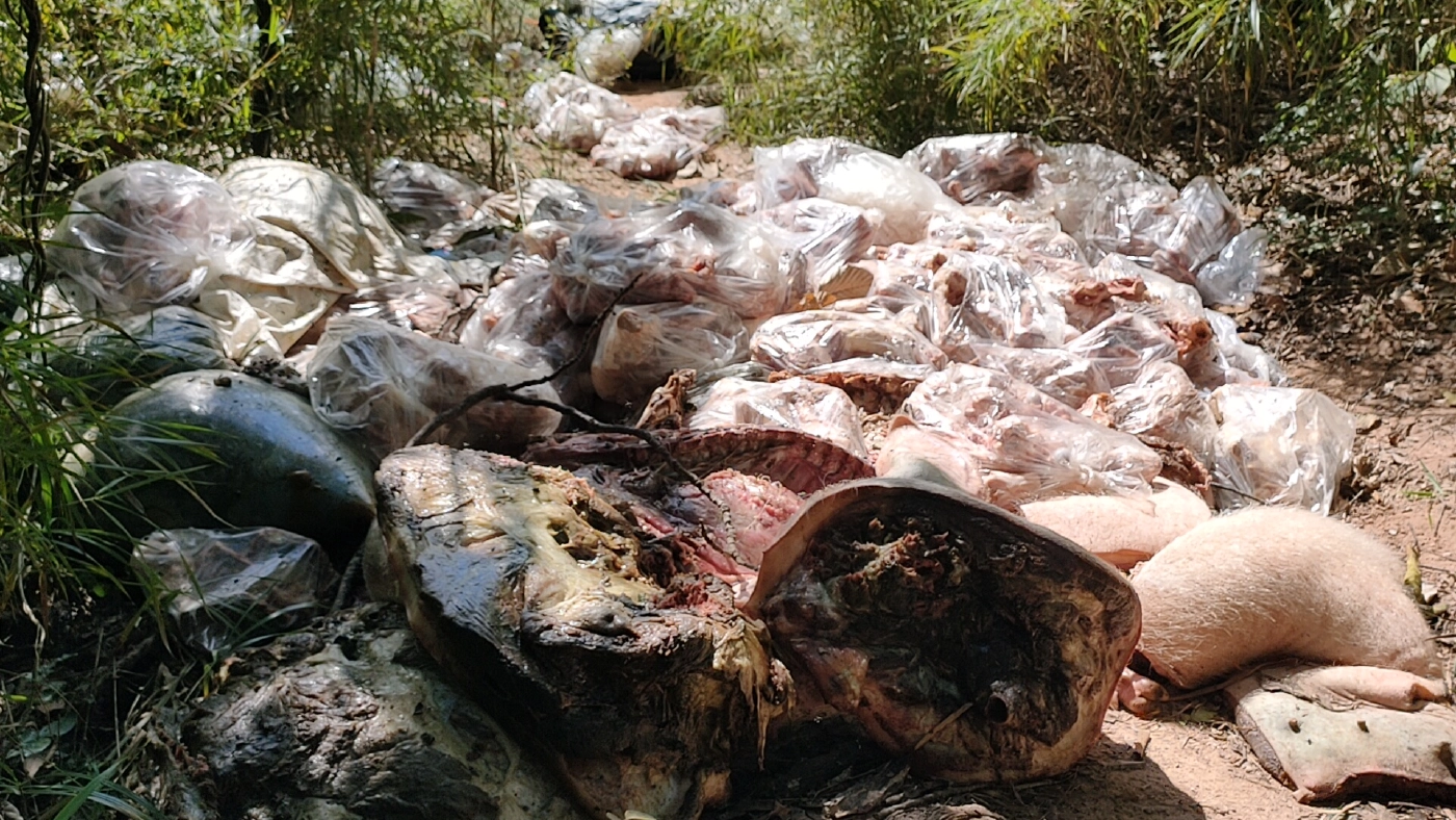 ชาวบ้านผวาพบซากหมูกว่า1ตันถูกทิ้งปริศนาเกลื่อนป่าชุมชนหวั่นติดเชื้อ