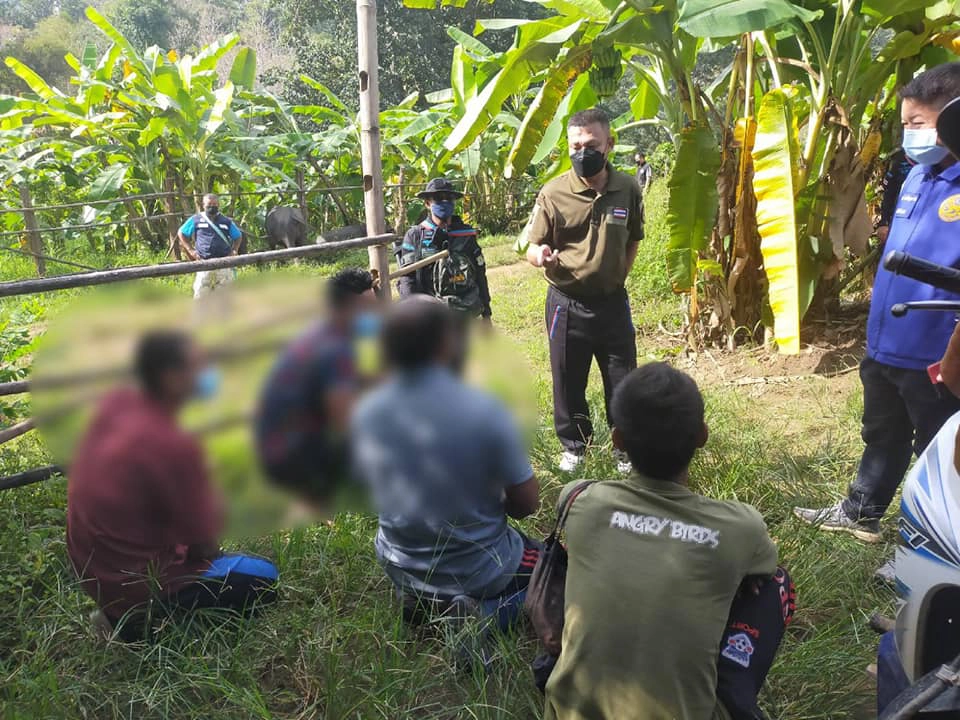 สกัดจับ"ควายเถื่อน"ลักลอบจากเมียนมาเข้าไทย