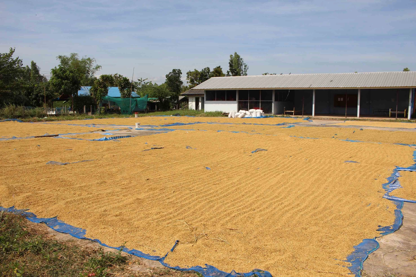 ชาวนากาฬสินธ์ุตากข้าวเปลือกชะลอขายหวังได้ราคาสูงกว่า 5 บาท