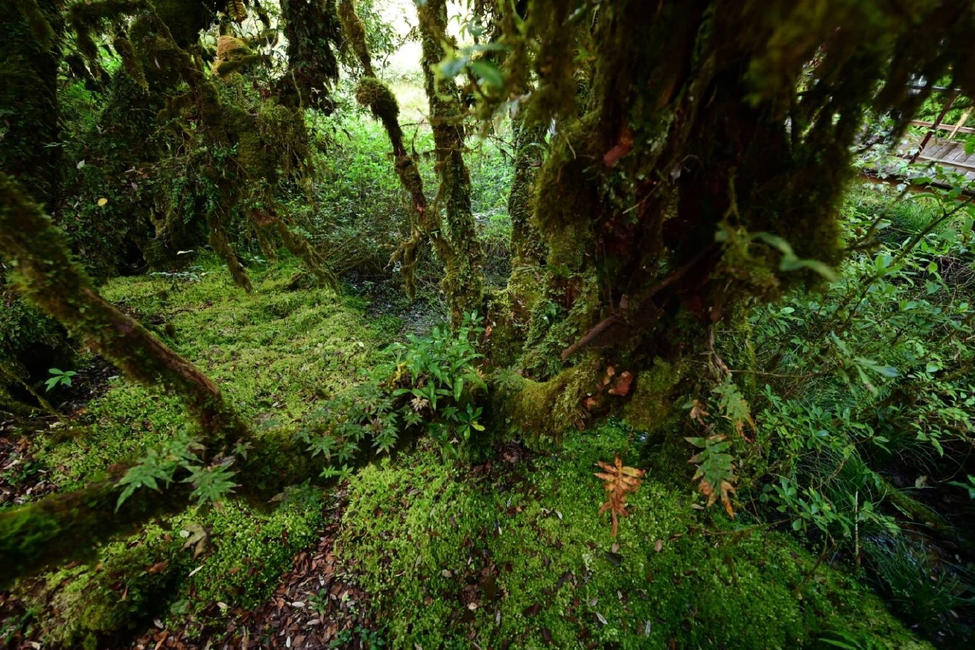 หนาวยะเยือกดอยอินทนนท์ชูไฮไลท์ป่าดิบเขา“อ่างกา”