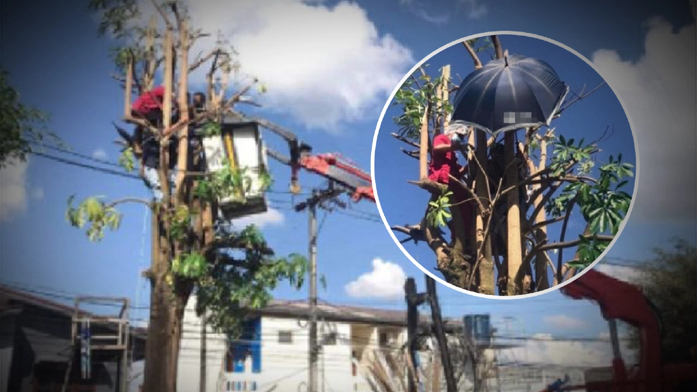 เจ้าหน้าที่กู้ภัยช่วยหนุ่มหมดสติบนต้นตีนเป็ด หลังรับจ้างให้ตัดแต่งกิ่ง