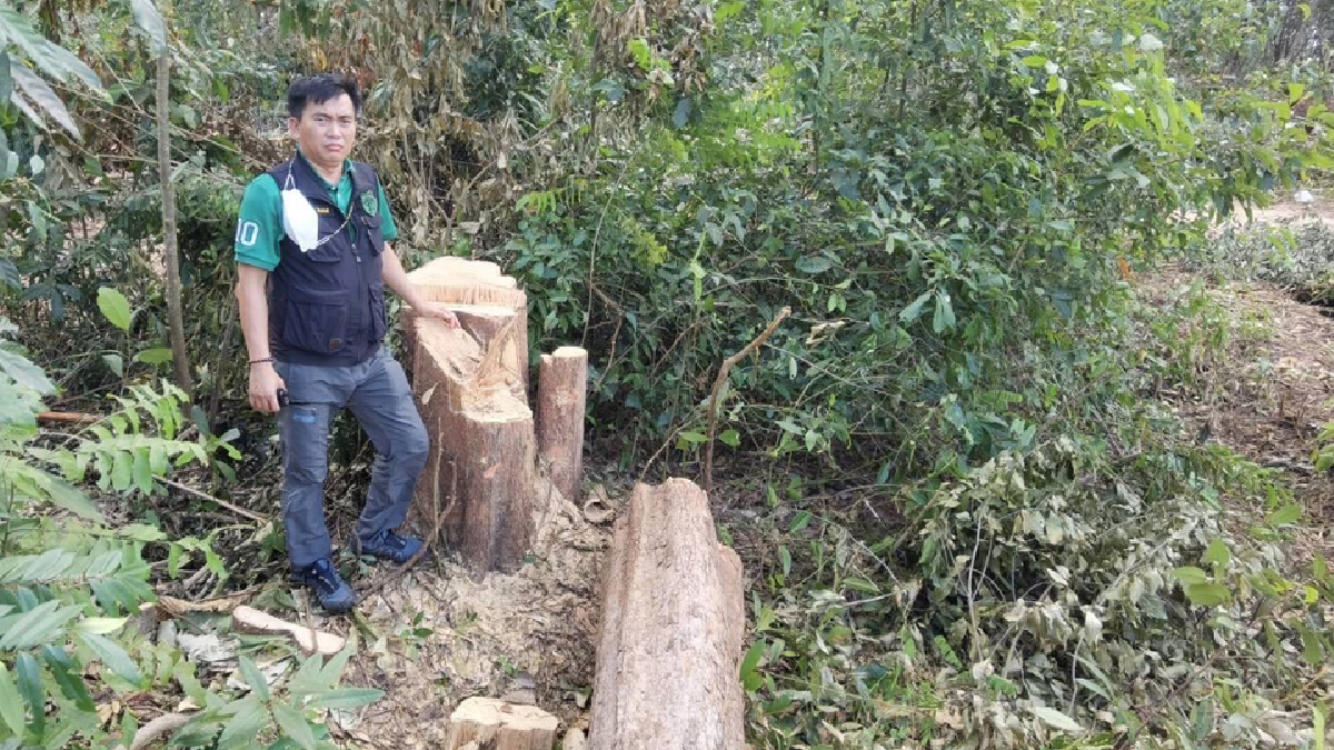 "พญาเสือ" ตรวจสอบบุกรุกป่าตัดไม้ พบออกโฉนดซ้อนพื้นที่ ขหล.คุ้งกระเบน