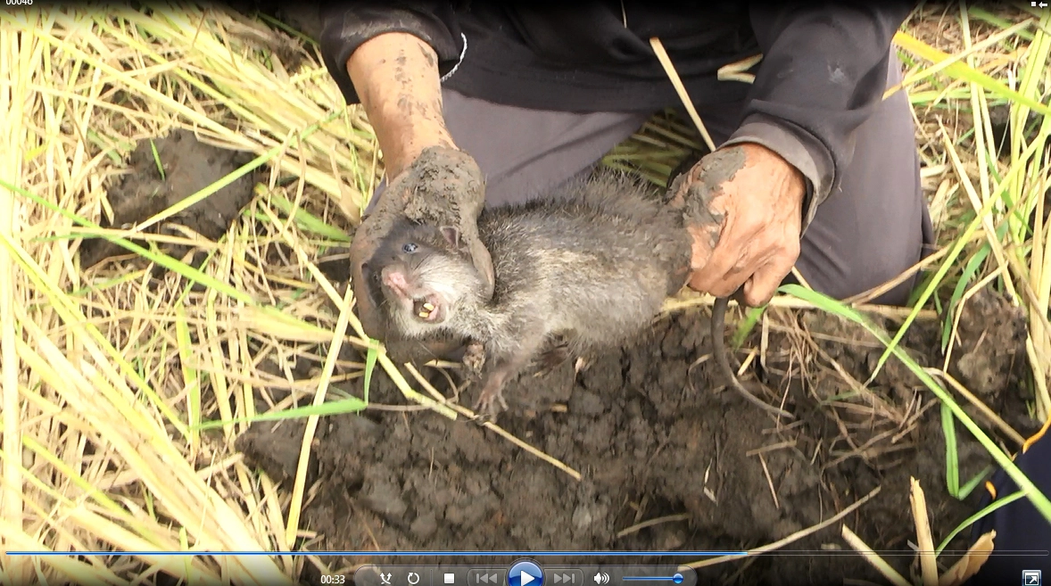 ลาวครั่งบ้านน้อยป่าแฝก ลงแขกเกี่ยวข้าวกำสร้างความสามัคคีในชุมชน