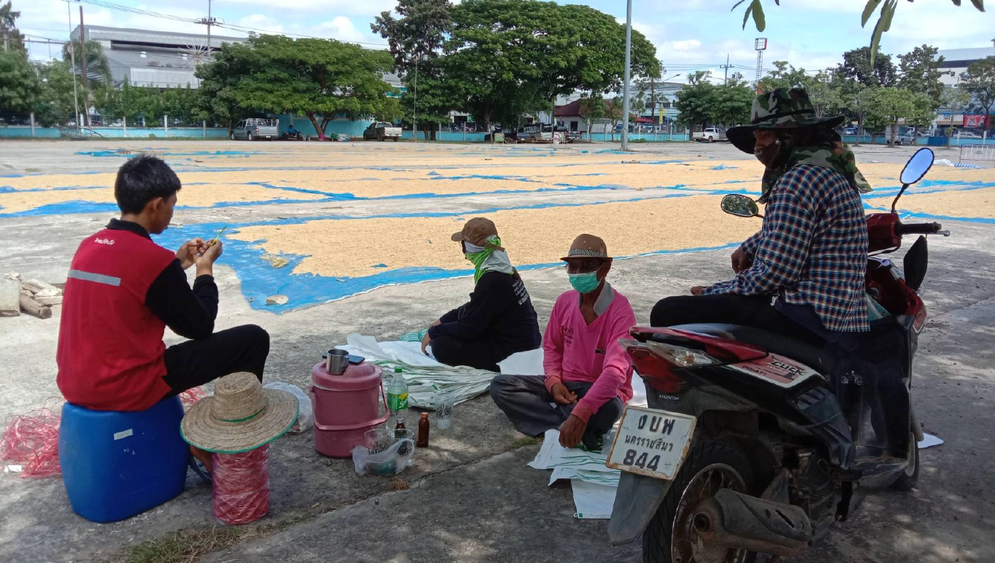 ชาวนาแห่ตากข้าวเปลือกที่ว่าการอำเภอเนื่องจากพื้นที่ถูกน้ำท่วม