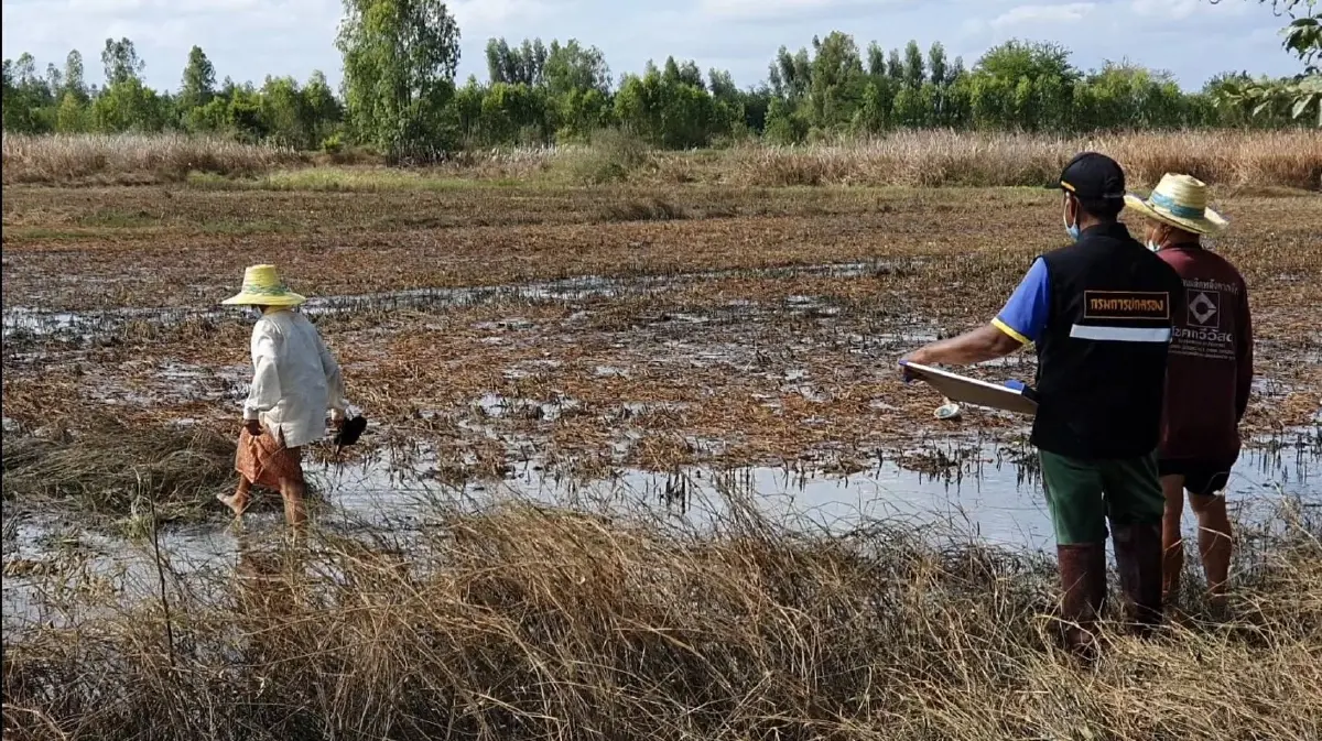 สุดทน! ชาวพิมายบ่นอุบ ต้องลุยน้ำไปถ่ายรูปนาตามพิกัดGPS ขอรับเงินเยียวยา