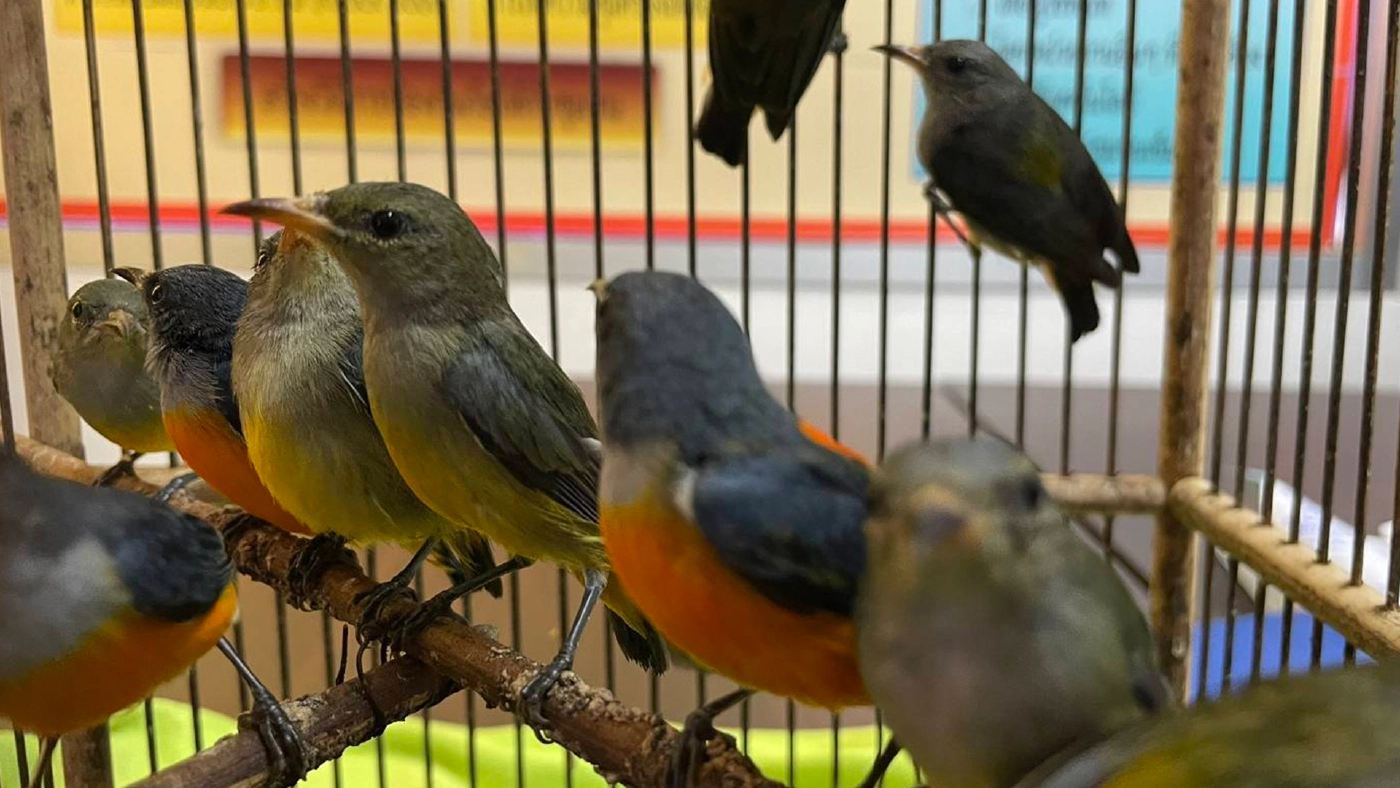 "ชุดเหยี่ยวดง" รวบหนุ่มค้าสัตว์ป่าคุ้มครอง "นกกาฝากท้องสีส้ม"