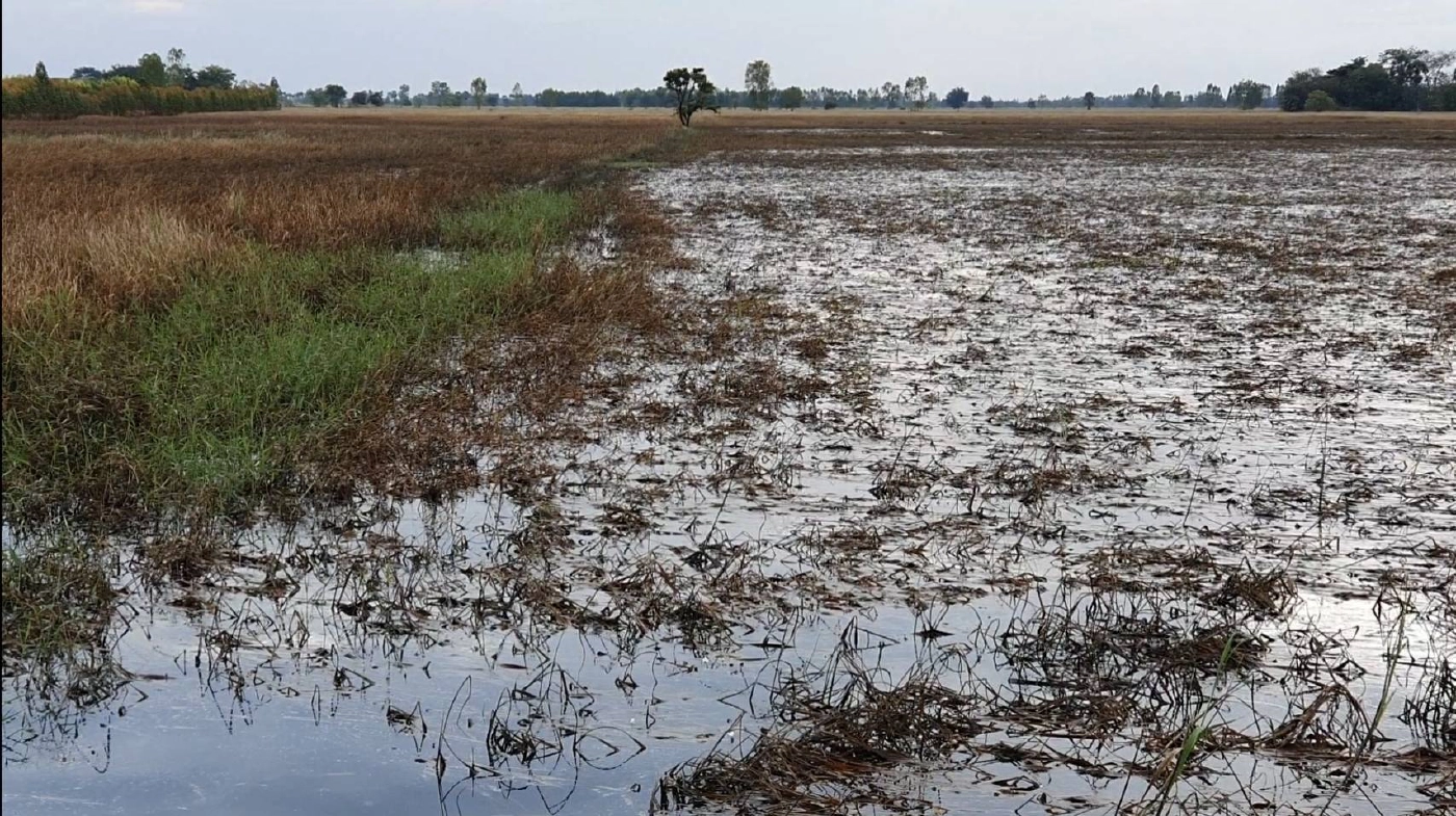 ชาวนาโคราชโอด  ไม่มีเงินจ่ายค่ารถเกี่ยวข้าว  ซ้ำขายข้าวไม่ได้ราคา