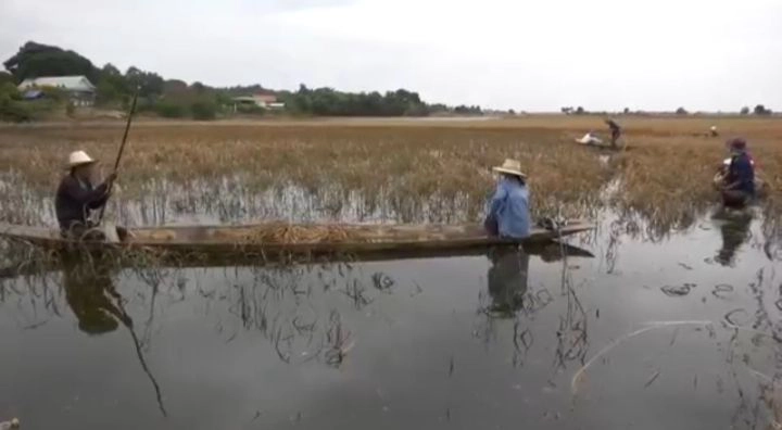 ชาวนาสุรินทร์พายเรือเกี่ยวข้าวจมน้ำเน่าเหม็น