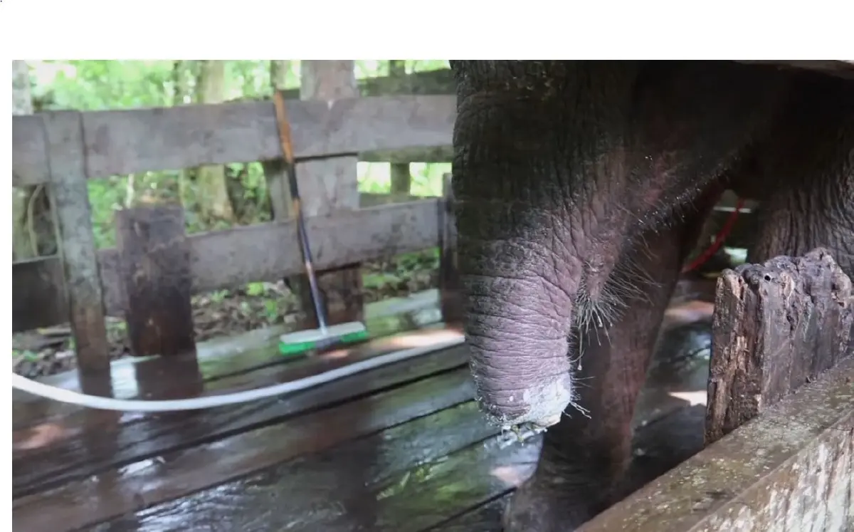ลูกช้างสุมาตรางวงขาด เดินทางไปดาวช้างแล้ว