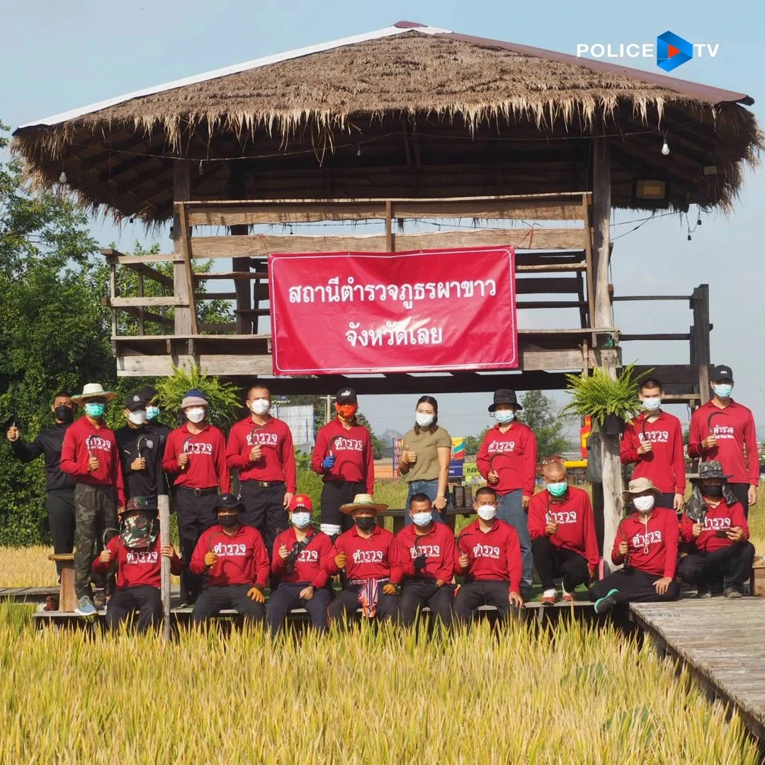 ชื่นชม ! ตำรวจผาขาว จ.เลย ช่วยตายาย 72 ปีสุดยากจน ลงแขกเกี่ยวข้าว