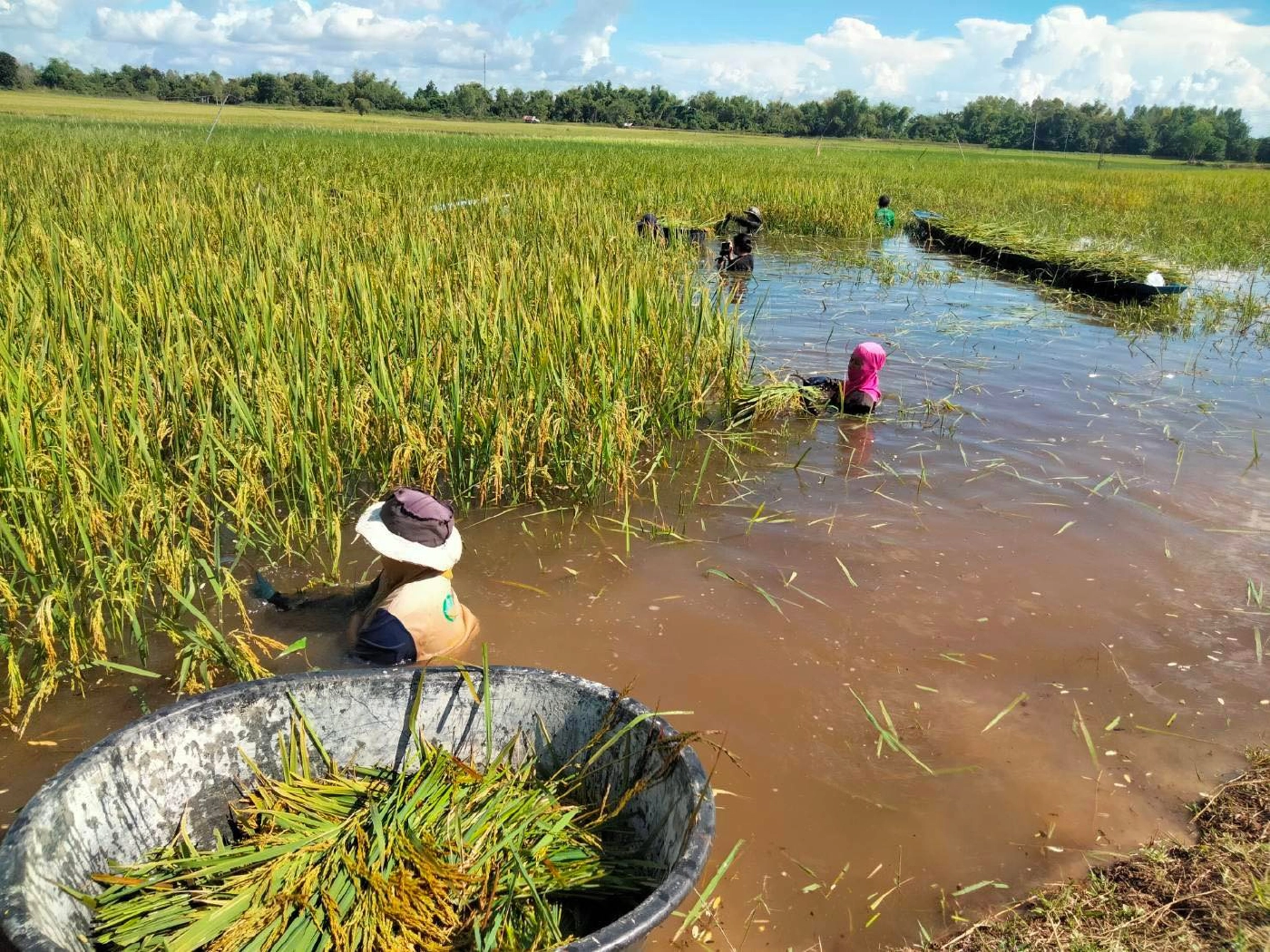 ชาวนาลุ่มน้ำชีร้อยเอ็ด ลอยคอเกี่ยวข้าวหนีน้ำท่วม