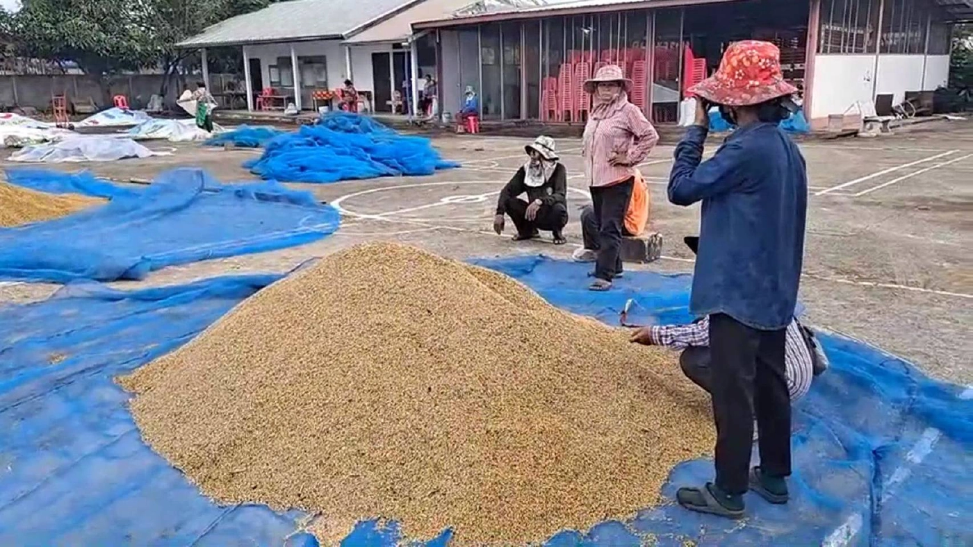 รพ.ชัยภูมิ จัดงบซื้อข้าวจากกลุ่มชาวนาบรรเทาความเดือดร้อนราคาตกต่ำ