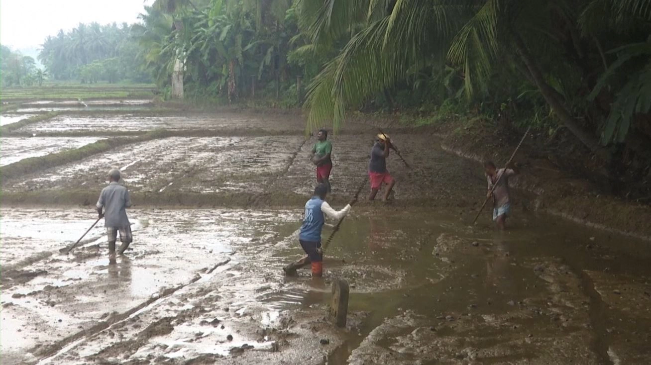 ชาวนาศรีลังกาฉุน  รัฐบาลให้ทำนาแบบไม่มีปุ๋ยเคมี