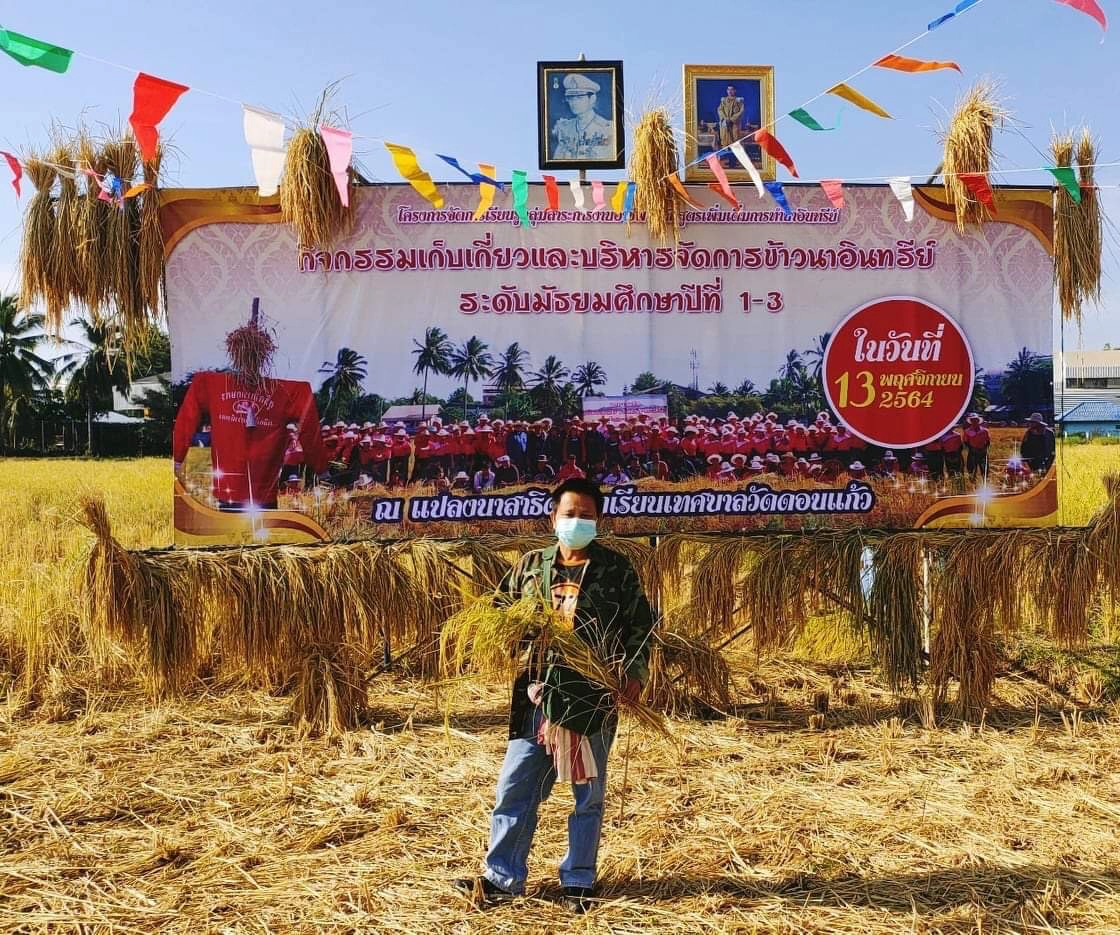 แม่สอดเกี่ยวข้าวอินทรีย์วิถีชีวิตชาวนาไทย