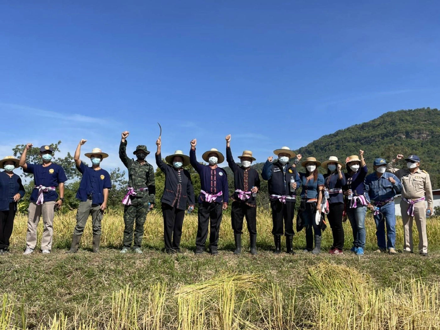 ผู้ว่าฯกาฬสินธุ์นำลงแขกเกี่ยวข้าวGIเขาวง