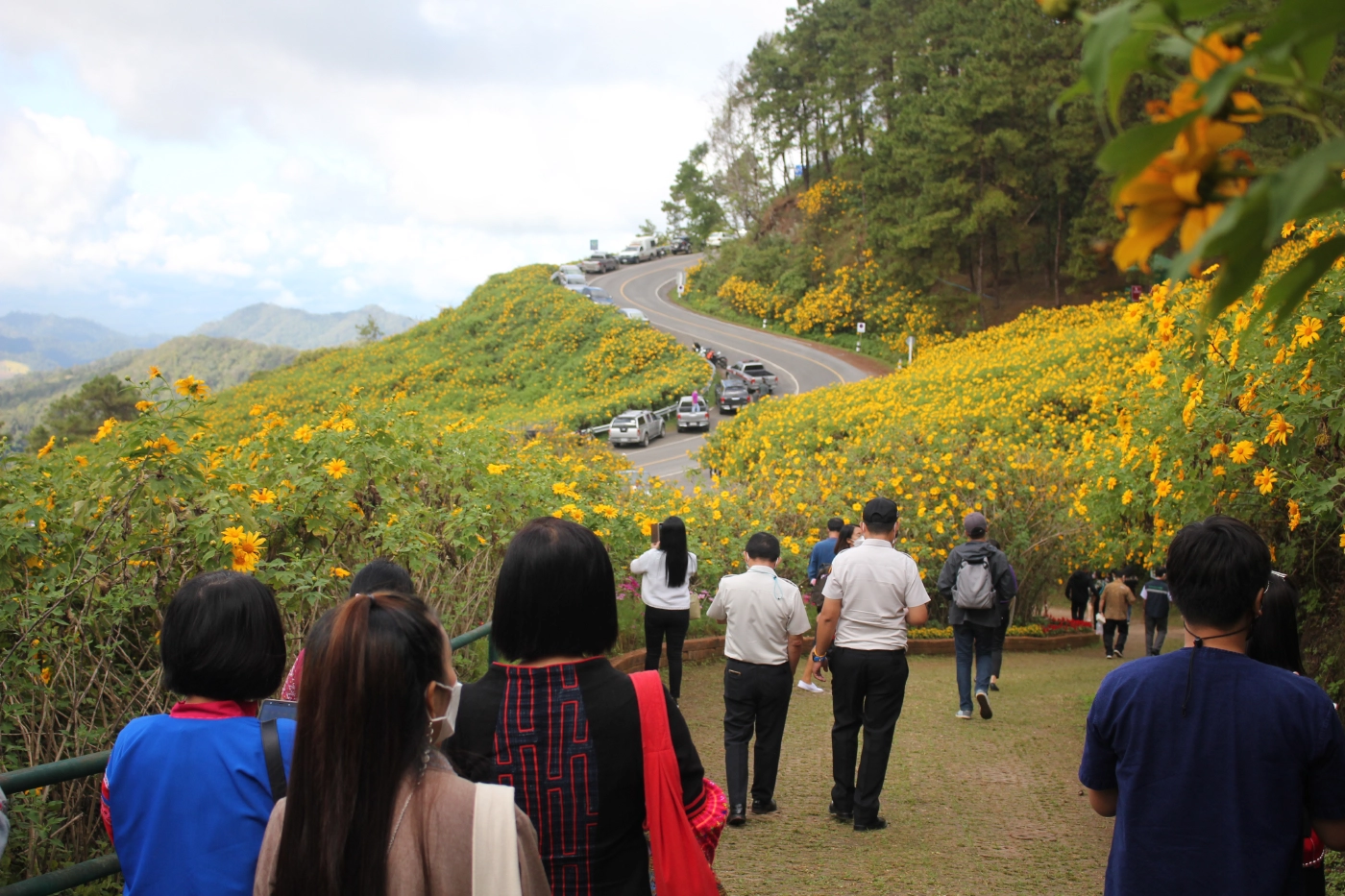 เปิดแล้วเทศกาล"ทุ่งดอกบัวตองบาน"ท่ามกลางคุมเข้มโควิด