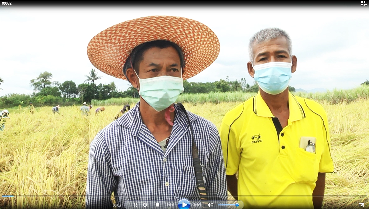 ลาวครั่งบ้านน้อยป่าแฝก ลงแขกเกี่ยวข้าวกำสร้างความสามัคคีในชุมชน