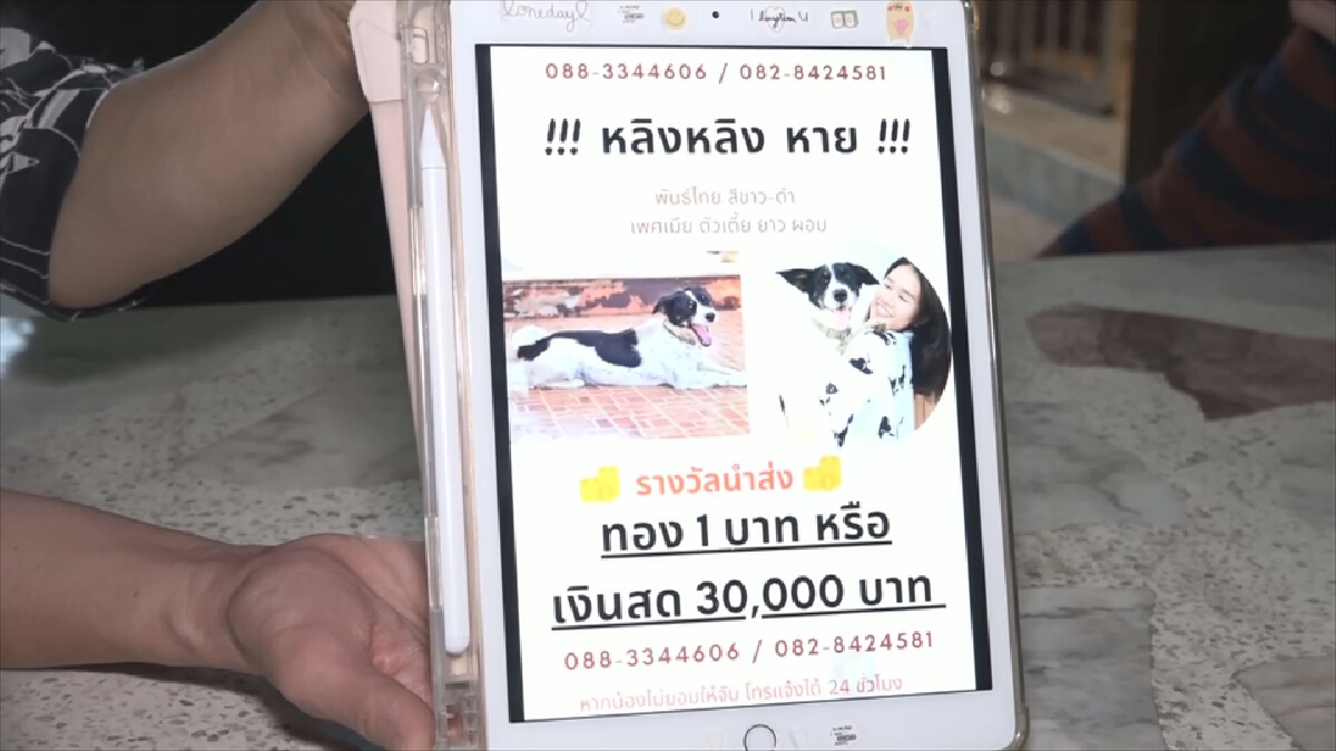 พบแล้วหมาหลิงหลิงซุกในป่าพื้นที่ร้างสภาพอิดโรย เจ้าของดีใจน้ำตาไหล