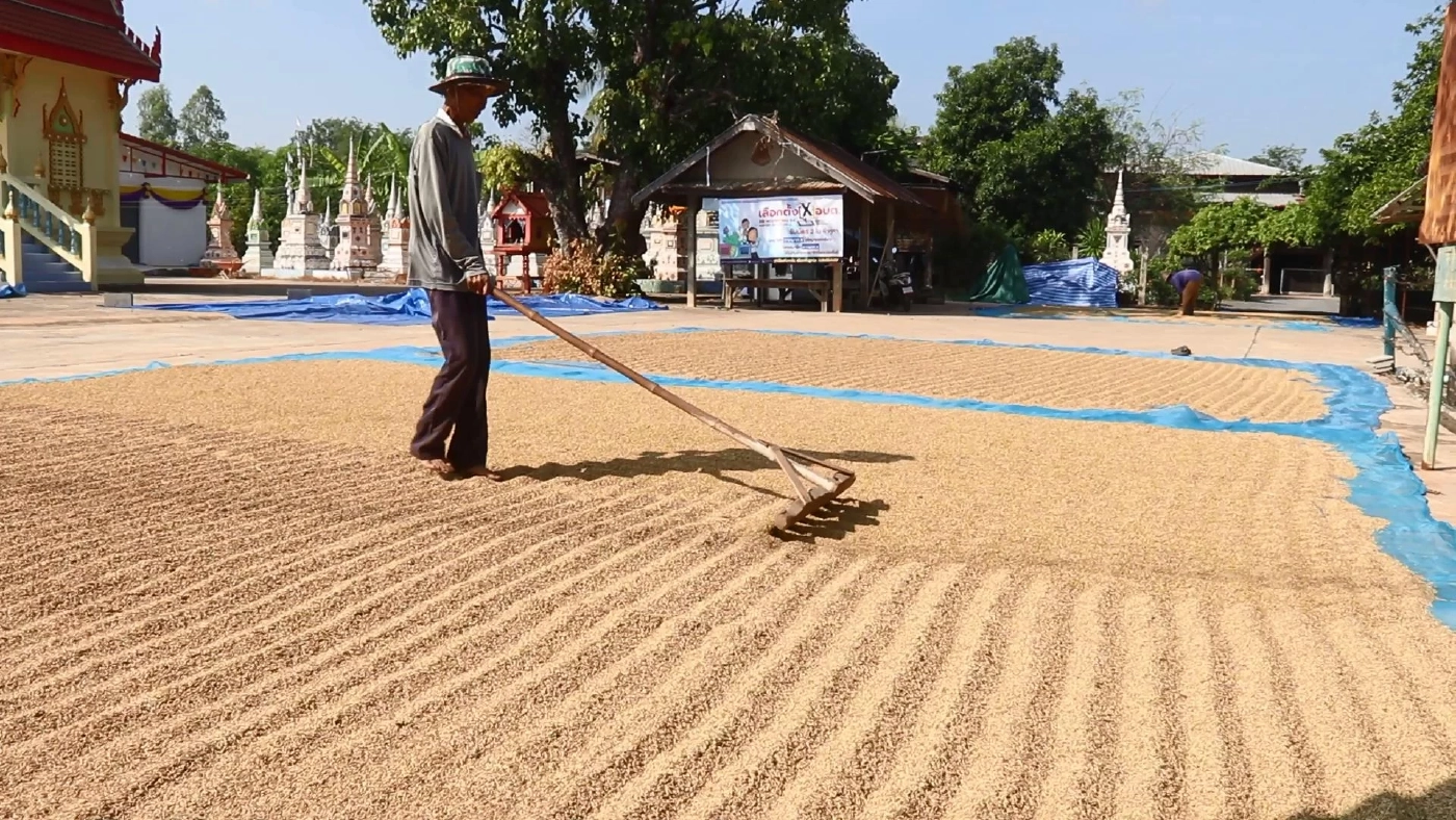 ชาวนาพิจิตรใช้ลานวัดตากข้าวลดต้นทุน-อุบัติเหตุ