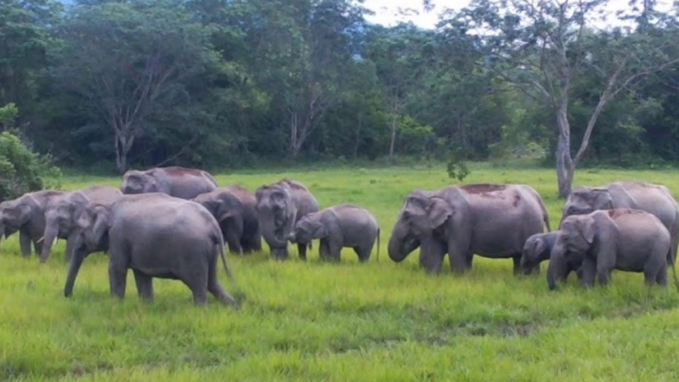 บูรณาการทุกมิติ แก้ไขปัญหาช้างป่ารอยต่อ 5 จังหวัด