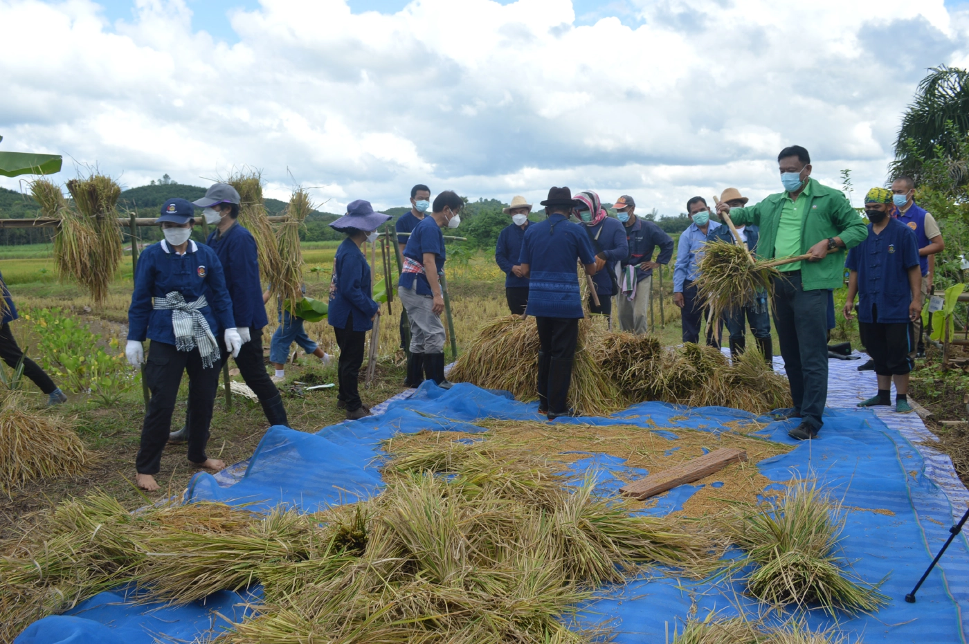 ไทเลยจัดประเพณีลงแขกเกี่ยวข้าวสืบทอดวัฒนธรรมไทยของชาวอีสาน
