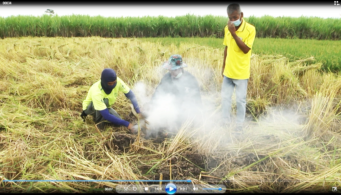 ลาวครั่งบ้านน้อยป่าแฝก ลงแขกเกี่ยวข้าวกำสร้างความสามัคคีในชุมชน