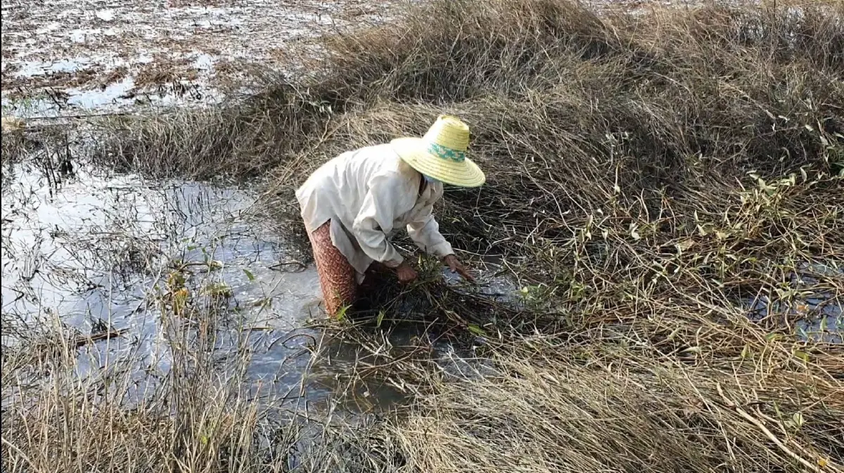 สุดทน! ชาวพิมายบ่นอุบ ต้องลุยน้ำไปถ่ายรูปนาตามพิกัดGPS ขอรับเงินเยียวยา