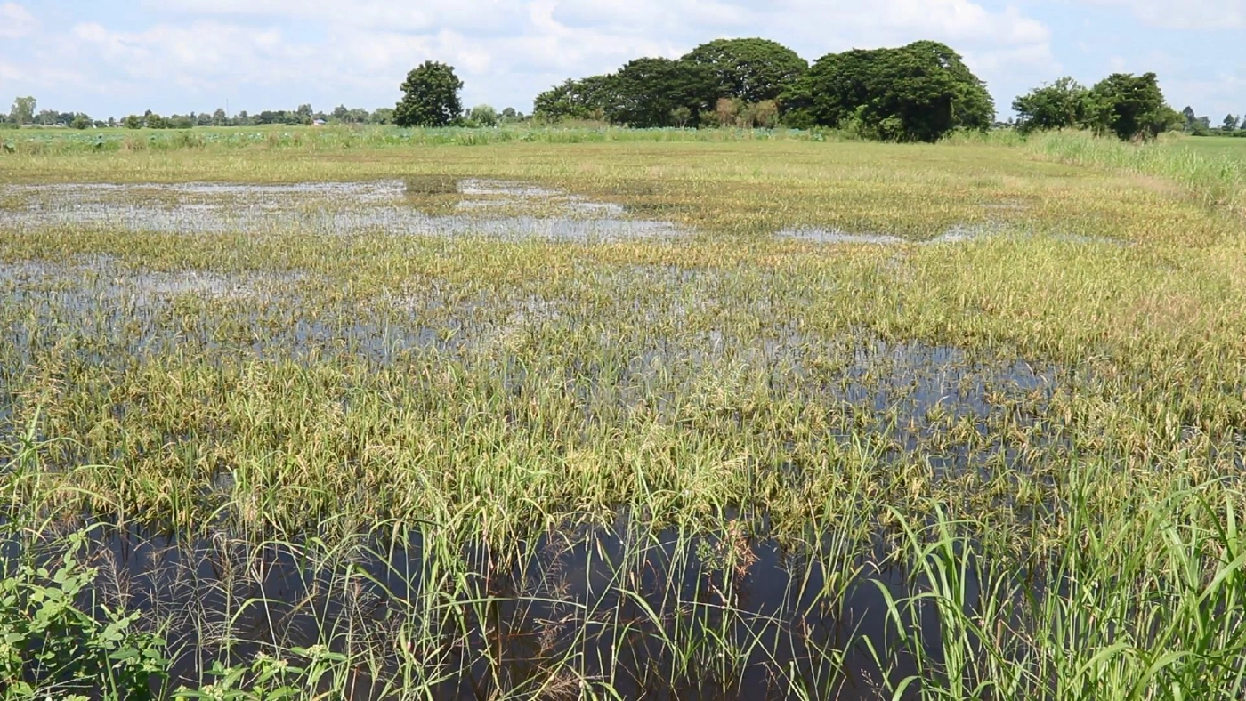 น้ำท่วมลดระดับ-พบนาข้าวเน่าเสียเก็บเกี่ยวไม่ได้