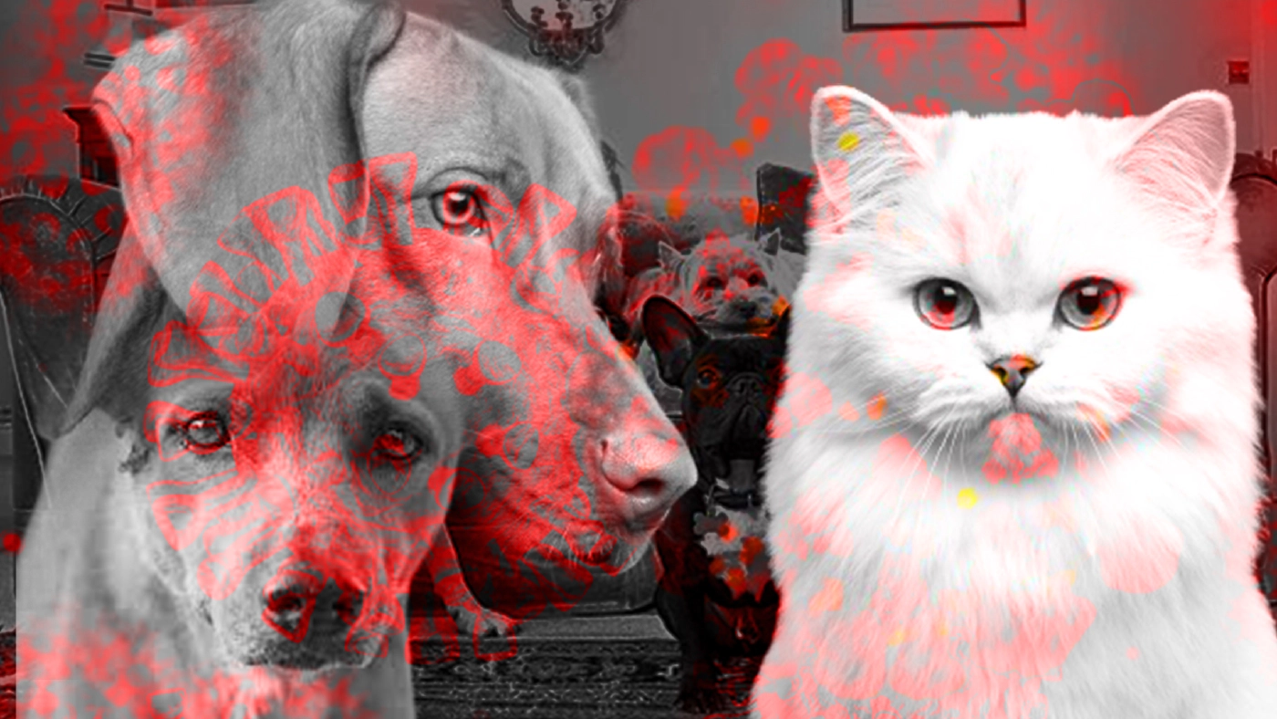 "หมอธีระ" เผยผลวิจัย พบสุนัข-แมวไทย ติดโควิดจากเจ้าของ